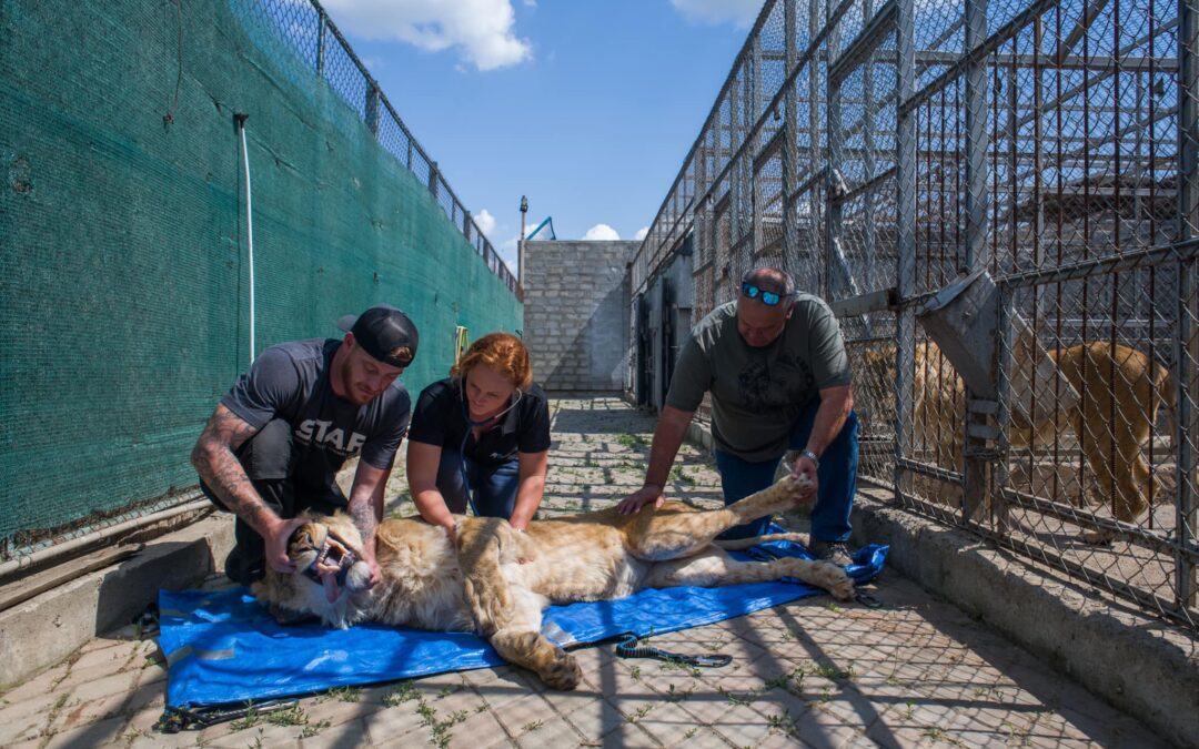 British Veterans save 9 starving lions trapped in Ukrainian zoo