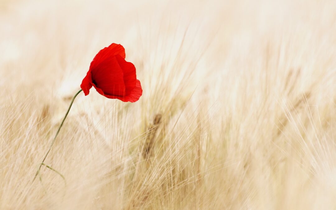 5 Things To Keep In Mind About Poppies Today