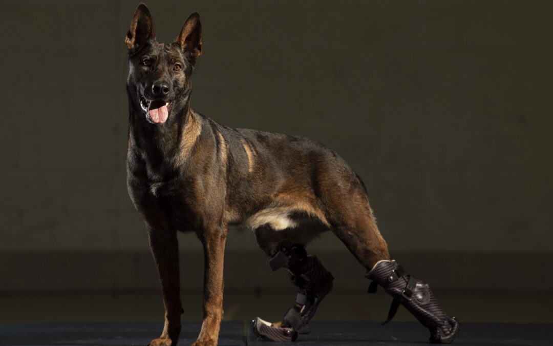 Terrorist-fighting canine gets top medal