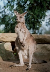 94-year-old survives fight with boxing kangaroo