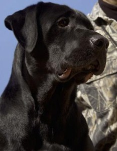 Afghan dog is troops’ best friend