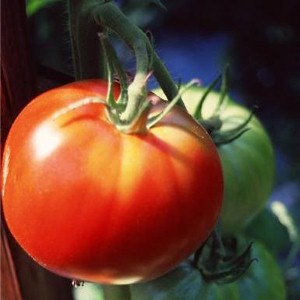 Tomato seeds ‘are a natural alternative to aspirin’
