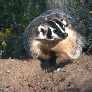 Giant badger ‘terrorising Kent girls’ school’