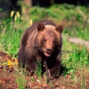 Bosnian shepherd ‘kills brown bear with bare hands’