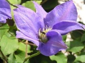 Lincolnshire garden to open in aid of Help for Heroes