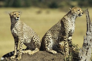 Impala jumps into car to evade chasing cheetahs