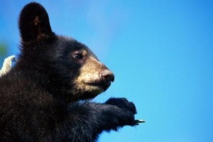 Hunter given fright of his life by tree-climbing bear