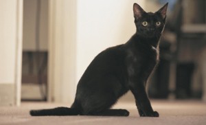 Black cat photographed next to its own missing poster