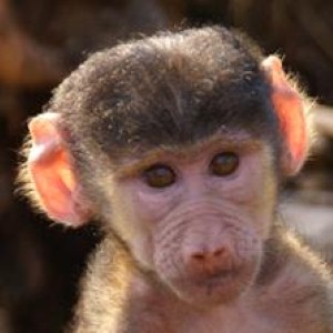 British mum calls cops after sexual assault by monkeys