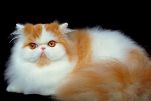 Greedy cat lets others go hungry