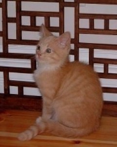 Swastika drawn on cat’s back in bizarre attack