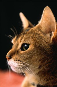 Man advertises lost cat he stole while drunk