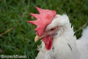 Woman spends three hours reviving blind chicken