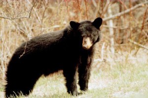 Chinese man mistakes his pet dogs for bears