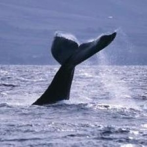 Canadian town ‘worried by whale explosion threat’