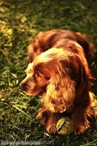 Dog urges owners to return by sounding the horn