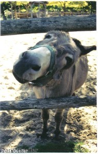Donkey walks into Hampshire Tesco store