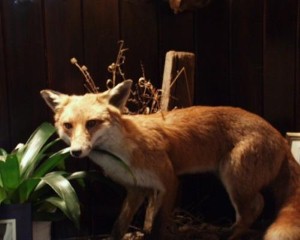 Man attacked by fox while sitting on the toilet