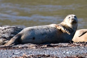 Elephant seal ‘stops the traffic in Brazil’