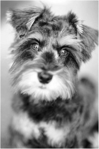 Girl marries dog to ward off evil spirit