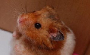 Hamster survives Scottish blizzard