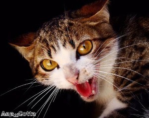 Man calls police after cat refused to let him back into his home