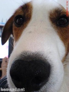 Duma the dog makes a splash after learning to water ski