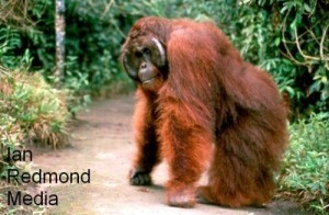 Jealous boyfriend believes orangutan is trying to steal girlfriend