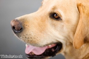 Labrador ‘painted like a tiger’