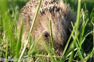 7ft hedgehog ‘appears in south London’