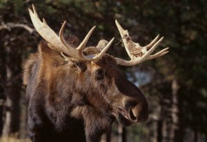 Randy moose falls in love with statue
