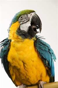 Police arrest parrot for swearing at woman