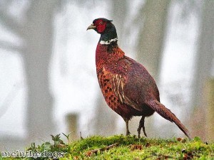 Phil the pheasant ‘responsible for attacks on family’