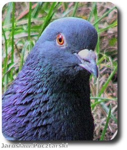 Pigeon arrested on spying charges