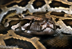 Family finds a python in the oven