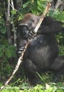 Patrick the sexist gorilla sent for therapy