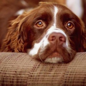 Dog bound for Phoenix is sent to Ireland