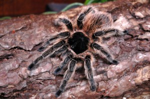 Asbestos-infected tarantula ‘on the run in Cardiff’