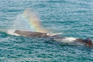 Whale explodes after falling from crane