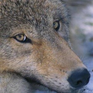 Farmer mistakenly instructs a wolf to look after sheep