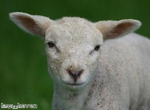 Woman finds severed lamb’s head in her shopping
