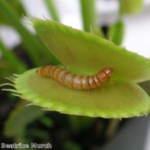 Woman angry over worm found in chicken slice