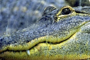 Florida picnic ruined by hungry alligator