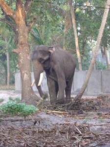 Woman forced to deal with the elephant in the room