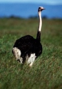Ostrich on the loose in Kent