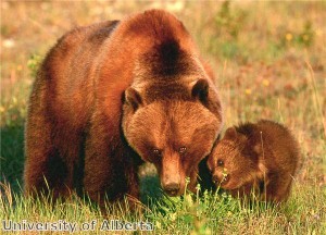 Bear waves back at tourist
