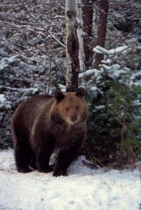 Bears frolic in the snow