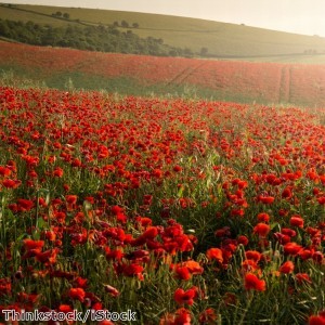 Britain busy supporting Royal British Legion