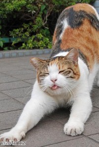 Cat and mouse game unfolds in front of owner’s eyes