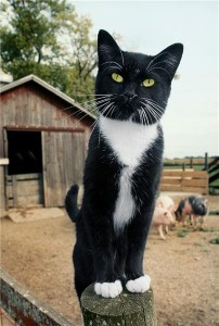 Cat calms crying baby